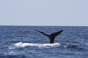 Whale Watching. The special experience